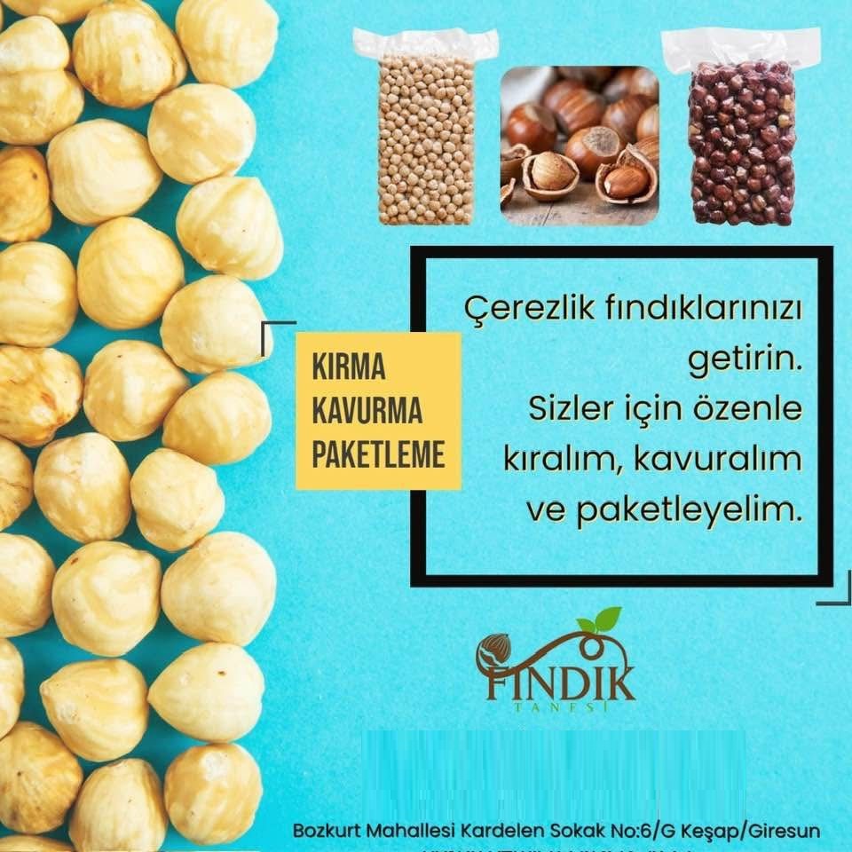 Fındık Tanesi